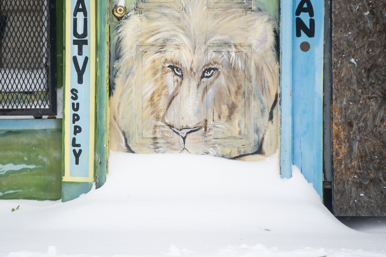 Disgruntled lion